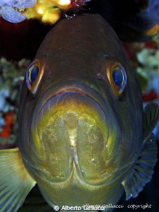 Face to face with a grouper by Alberto Gallucci 